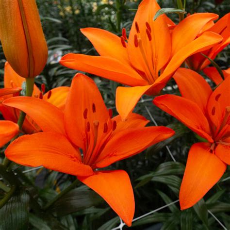 Orange Ton Asiatic Lily | K. van Bourgondien Wholesale Bulbs