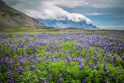 Iceland, Field Of Arctic Lupins Digital Art by Justin Cliffe