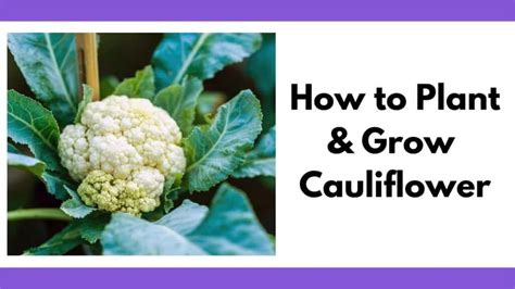 How to Plant & Grow Cauliflower from Seeds - Together Time Family