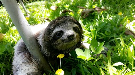 Sloth Sanctuary Insider's Tour - Cahuita, Costa Rica