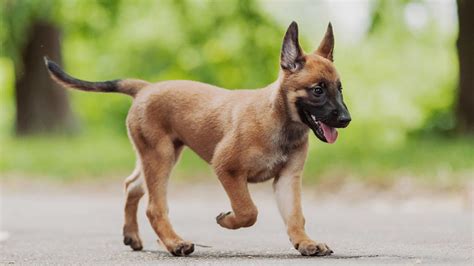 Belgian Dog Breeds - Seven Amazing Pups That Come From Belgium