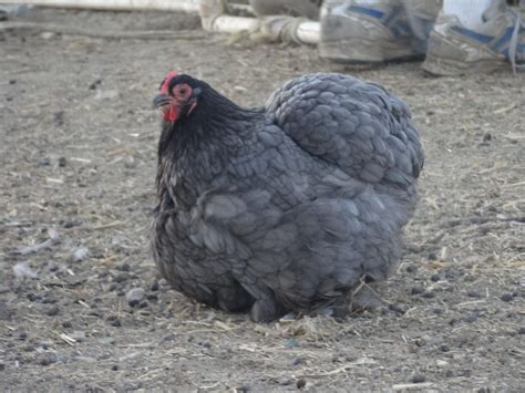 Chicken Breed Focus - Cochin | BackYard Chickens - Learn How to Raise ...