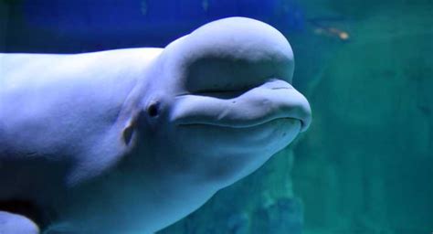 How Do Beluga Whales Hunt - Feeding Habits