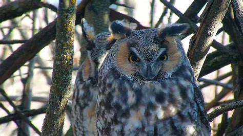 Long-Eared Owl Nest 11-18-2018 20:54:04 - 21:54:05 - YouTube