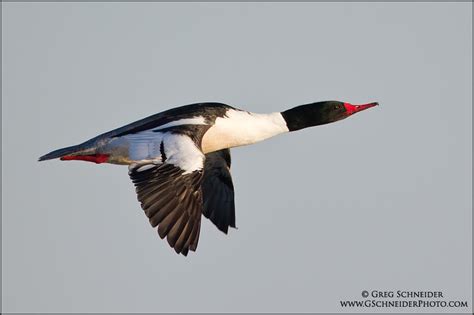 Photo :: Common Merganser (drake) in flight