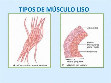 Situation Schraube Sprung tejido muscular liso Breite Melancholie Bewegung