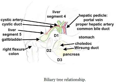 Biliary tract & biliary tree anatomy