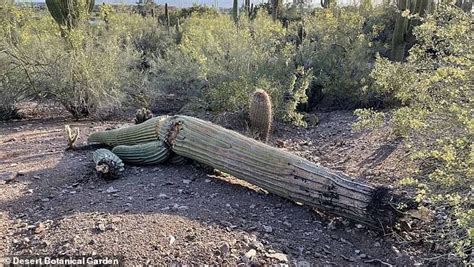 Searing Arizona heatwave that's delivered 110F weather for 30 days ...