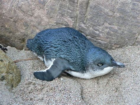 The small blue penguins of New Zealand are my favorites. I took this ...