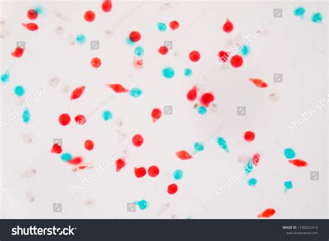 Euglena Sp Under Light Microscope Education Foto de stock 1130022413 | Shutterstock