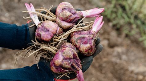 20 Bulbs You Should Be Planting In Your Garden This Spring