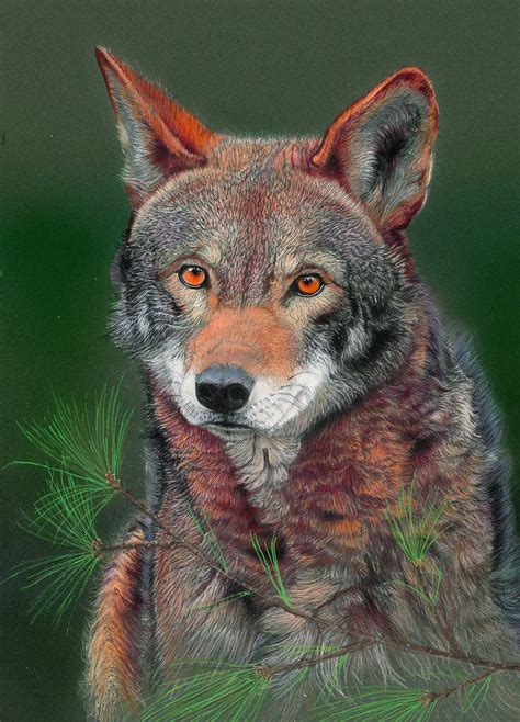 Red Wolf Limited Edition Fine Art Print - Etsy