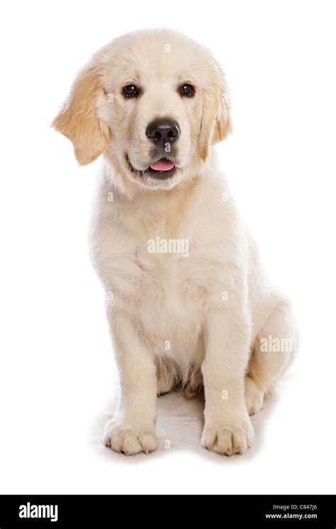 Golden Retriever dog - puppy - cut out Stock Photo - Alamy