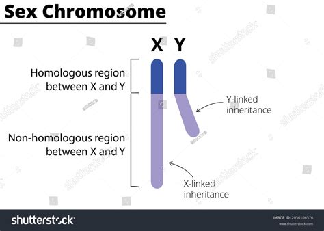 1,380 The X Chromosome And The Y Chromosome Images, Stock Photos & Vectors | Shutterstock