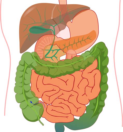 Digestive System Png Hd Transparent Digestive System Hd Png Images - Vrogue