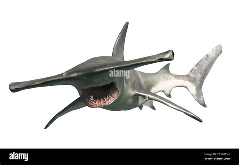 Open mouth hammerhead shark Cut Out Stock Images & Pictures - Alamy