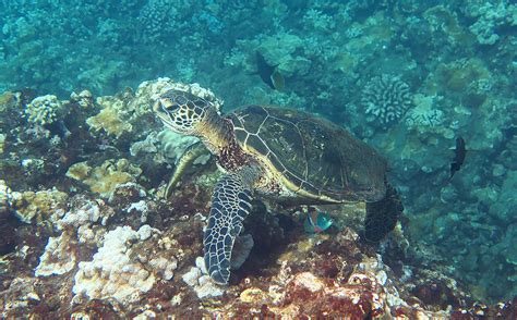 Snorkeling Honolua Bay - Worth The Drive, Hike And Long Swim