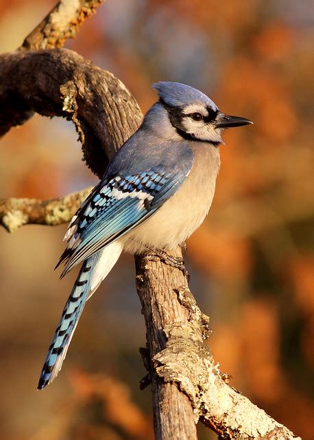 Eastern Blue Jay (Cyanocitta cristata) | Flickr - Photo Sharing!