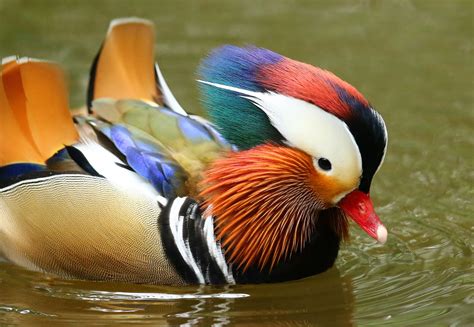 mandarin duck, male | Mandarin duck, Pet birds, Beautiful birds