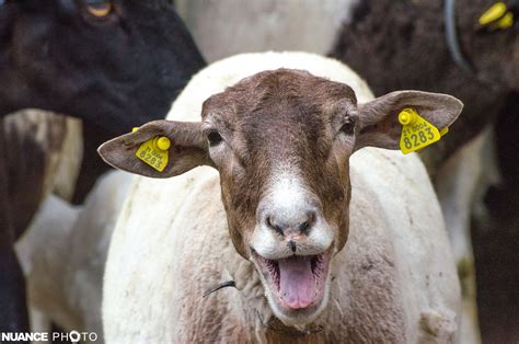 Atlixco, Puebla, México. | Animales, México