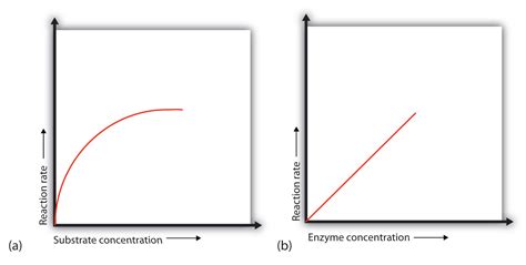 Enzyme Activity