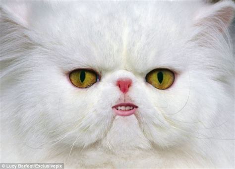 Pictures to make you smile: Animals get human mouths in these entertaining images | Daily Mail ...