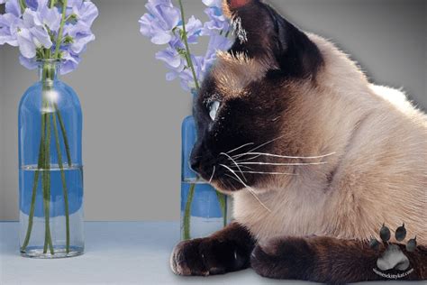 Siamese Cats Behavior: Why They Love Knocking Things Over