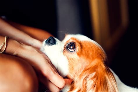 Cavalier King Charles Spaniel Grooming: 5 Essential Steps