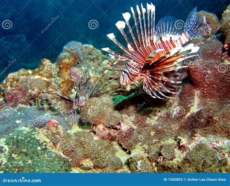 Lionfish Habitat stock image. Image of reefs, coastal - 1560855