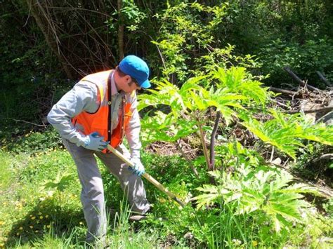 giant-hogweed-removal – Noxious Weeds Blog