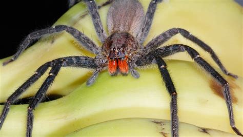 Are Dangerous Spiders Hiding in Your Fruit?