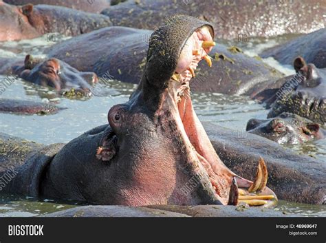 Hippo Yawning Image & Photo (Free Trial) | Bigstock