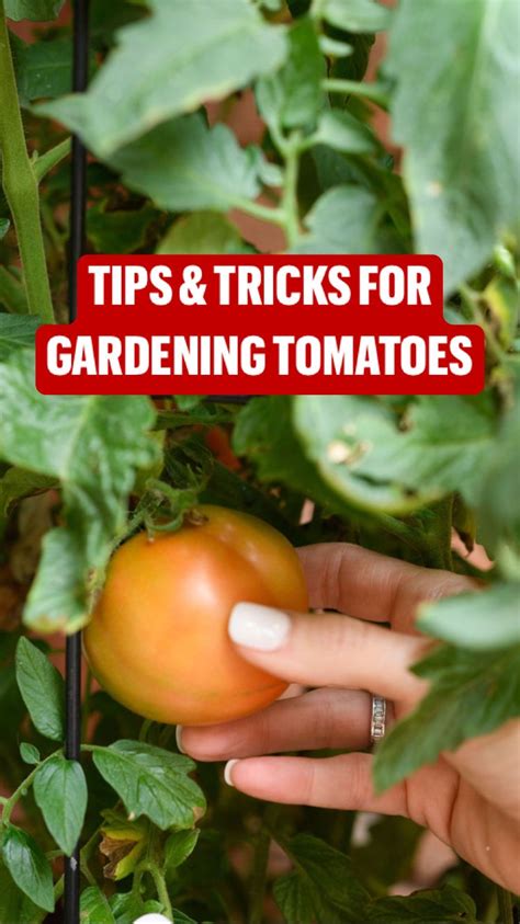 Tips tricks for gardening tomatoes – Artofit