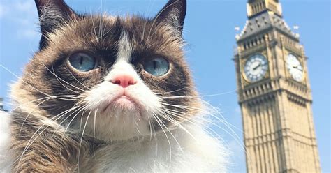 Grumpy Cat dead: Famous feline behind thousands of memes dies - RSVP Live