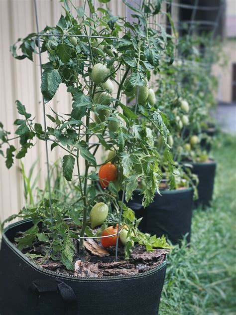 Grow Juicy Sunripened Tomatoes In Pots - afliktion