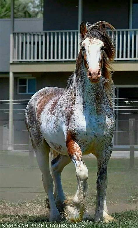 Draft horses - Strawberry Roan Clydesdale - from Samarah Park ...