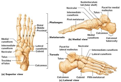 emDOCs.net – Emergency Medicine EducationCORE EM: Lisfranc Injuries ...