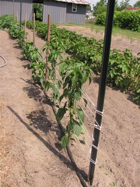 Stakes + twine = cheap tomato support | Jardin potager, Conception de jardin, Plan de tomates