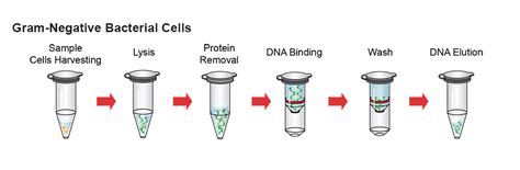 Genomic DNA Isolation Kit (Blood/Cultured Cell/Fungus) – GeneDireX, Inc.