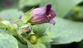 Nightshade plants: Facts, varieties, care tips, benefits, uses