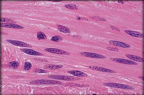 Smooth Muscle Tissue Diagram | Quizlet