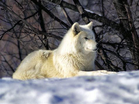 Baby Arctic Wolf Howling