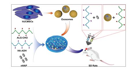 Integration of Human Umbilical Cord Mesenchymal Stem Cells-Derived Exosomes with Hydroxyapatite ...