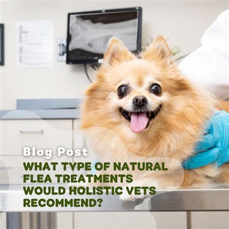 What Type Of Natural Flea Treatments Would Holistic Vets Recommend?