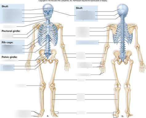 Anatomy Bone Quiz 2 Diagram | Quizlet