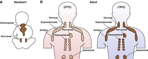 Brown Adipose Tissue Development and Metabolism | SpringerLink