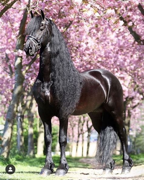 Friesian Horse | Friesian horse, Friesian horse photography, Horses