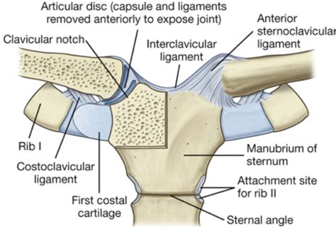 Anterior Arm and Joints of the Upper Limb Flashcards | Quizlet