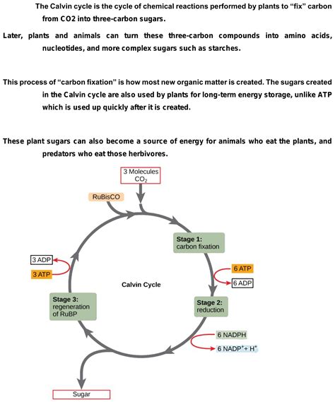 Explain C3 and C4 pathway in brief