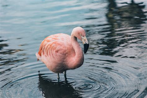 Pink flamingo, Flamingo, Bird, Water HD wallpaper | Wallpaper Flare